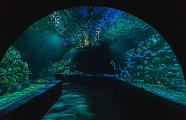 Angkor Wildlife & Aquarium with Private Transfer